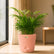 Decorative Palm Plant
