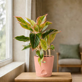 aglaonema pink beauty plant