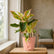 aglaonema pink beauty plant
