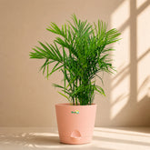 peach bamboo cane palm
