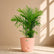 peach bamboo cane palm