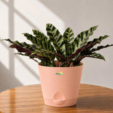 calathea lancifolia plant in India