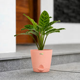 calathea zebrina 