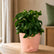 Dracena Twisted indoor plant