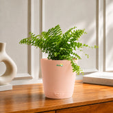 budget friendly plants