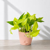 golden pothos plant