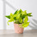 golden pothos plant