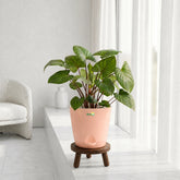 peach homalomena rubescens