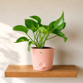 peach jade pothos