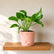 peach jade pothos