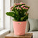 Kalanchoe Pink