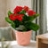Kalanchoe Red
