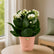 Kalanchoe White