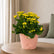 Kalanchoe Yellow