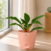 mandarin orange plant
