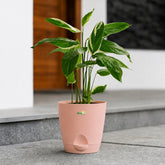 peach maranta arundinaceaarrowroot