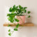 Marble Queen Pothos