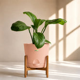 peach peace lilyspathiphyllum