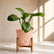 peach peace lilyspathiphyllum
