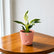 Philodendron Birkin