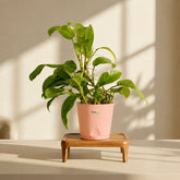 peach philodendron ceylon gold