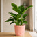 green congo philodendron online