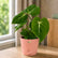 Philodendron Gloriosum