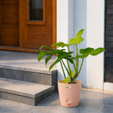 Philodendron Golden Violin