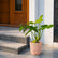 Philodendron Golden Violin