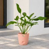 joepii plant online