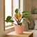 philodendron pink princess plants online
