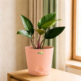 red congo plant with pot