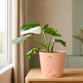peach philodendron white princess