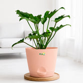 peach philodendron xanadu