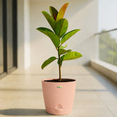 peach rubber plant ficus elastica