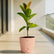 peach rubber plant ficus elastica
