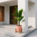 Ruffled Fan Palm online