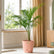 Sayagra Palm