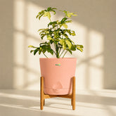 buy schefflera plant