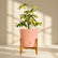 buy schefflera plant
