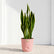 Sansevieria Laurentii Yellow (Snake Plant)