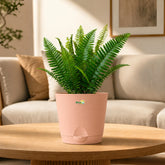 peach sword fern