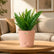 peach sword fern