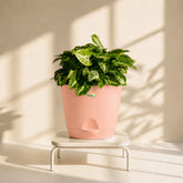 peach syngonium pixie