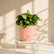 peach syngonium pixie