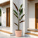 peach wheat calathea plant