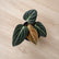 5 Philodendron Combo