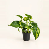 Pothos combo plant 4