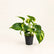 Pothos combo plant 4