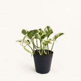 Pothos combo plant 2